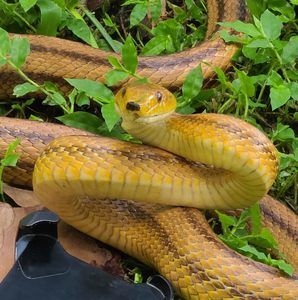 Meet your Posher, Art